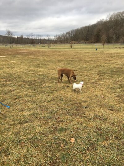 Ferguson Dog Park - Bloomington, IN