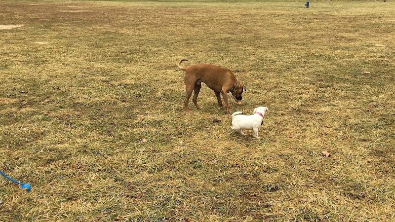 Ferguson Dog Park - Bloomington, IN