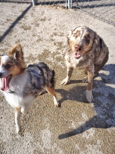 Ferguson Dog Park - Bloomington, IN