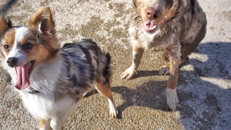 Ferguson Dog Park - Bloomington, IN