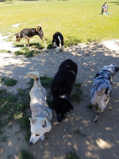 Ferguson Dog Park - Bloomington, IN