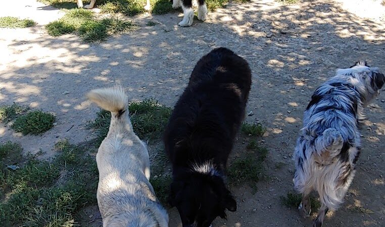 Ferguson Dog Park - Bloomington, IN