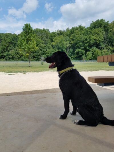 Ferguson Dog Park - Bloomington, IN