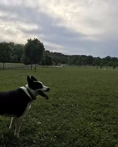 Ferguson Dog Park - Bloomington, IN