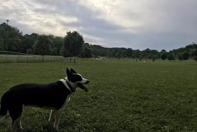 Ferguson Dog Park - Bloomington, IN