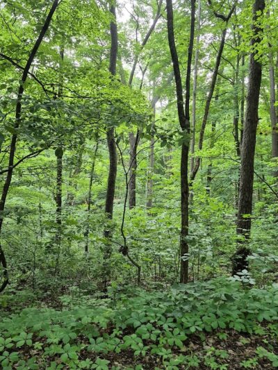 Hays Trail - Bloomington, IN