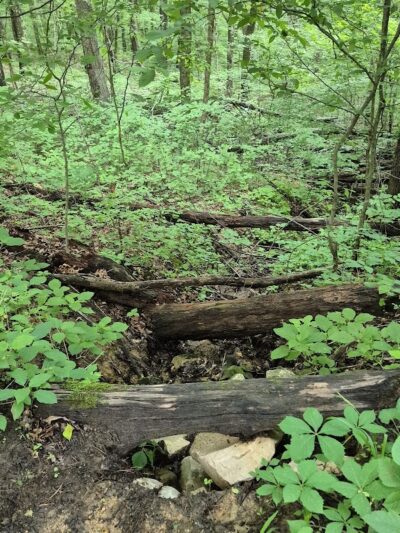 Hays Trail - Bloomington, IN