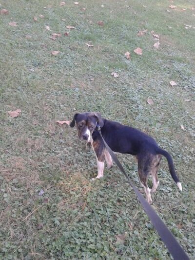 Karst Farm Park - Bloomington, IN