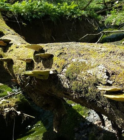 Leonard Springs Nature Park Rest Area - Bloomington, IN