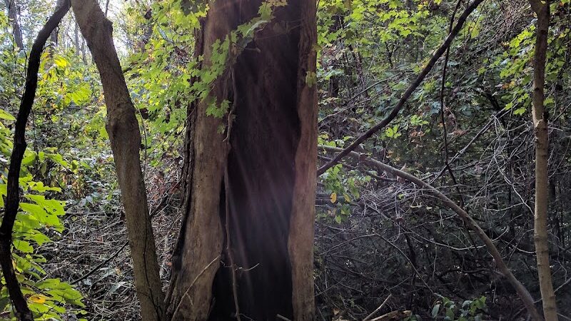 Winslow Nature Trail - Bloomington, IN