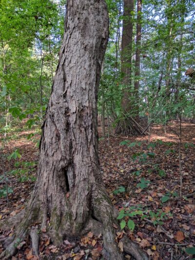 Winslow Nature Trail - Bloomington, IN