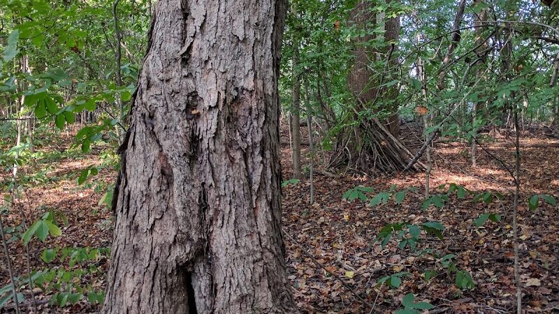 Winslow Nature Trail - Bloomington, IN