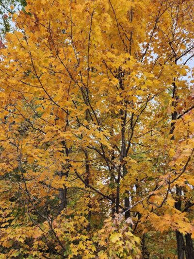 Winslow Nature Trail - Bloomington, IN