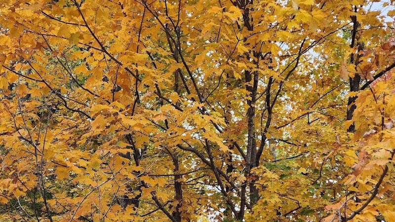 Winslow Nature Trail - Bloomington, IN