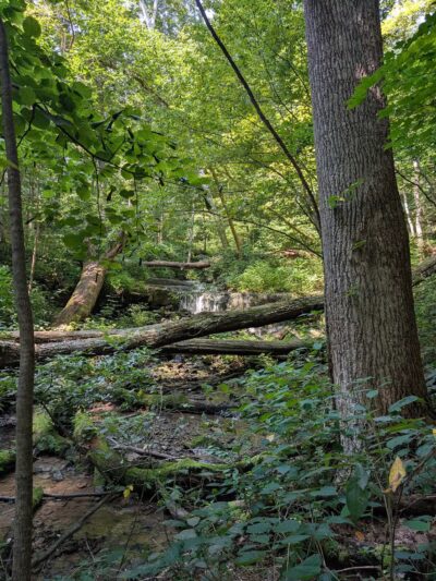 Leonard Springs Nature Park - Bloomington, IN