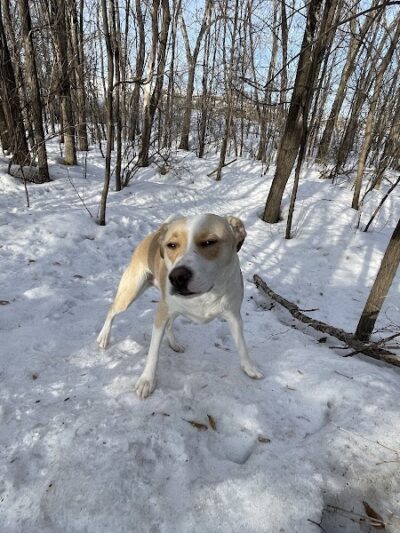 Bloomington Off-leash Dog Park - Bloomington, MN