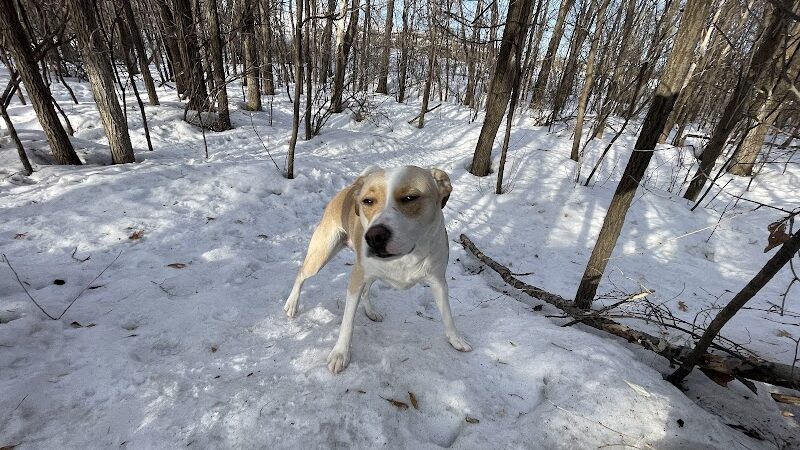 Bloomington Off-leash Dog Park - Bloomington, MN