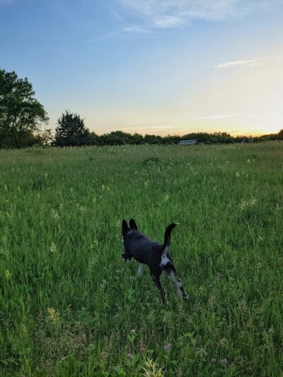 Bloomington Off-leash Dog Park - Bloomington, MN