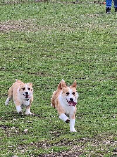 Bloomington Off-leash Dog Park - Bloomington, MN
