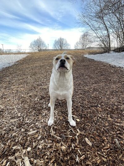 Bloomington Off-leash Dog Park - Bloomington, MN