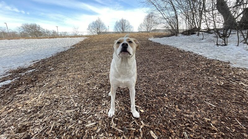 Bloomington Off-leash Dog Park - Bloomington, MN