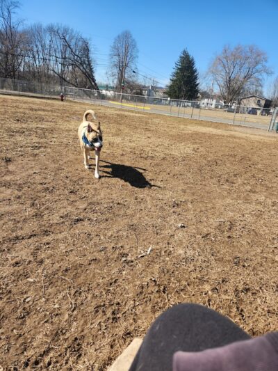 Bloomsburg Dog Park - Bloomsburg, PA