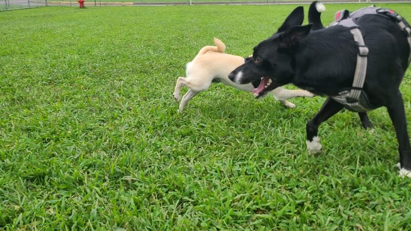 Bloomsburg Dog Park - Bloomsburg, PA