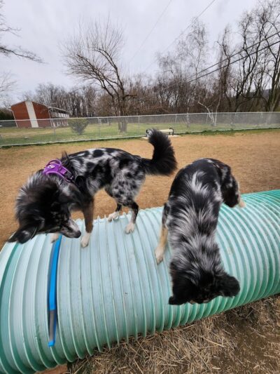 Bloomsburg Dog Park - Bloomsburg, PA