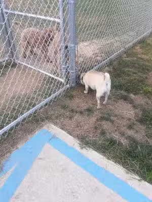 Bloomsburg Dog Park - Bloomsburg, PA