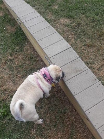 Bloomsburg Dog Park - Bloomsburg, PA