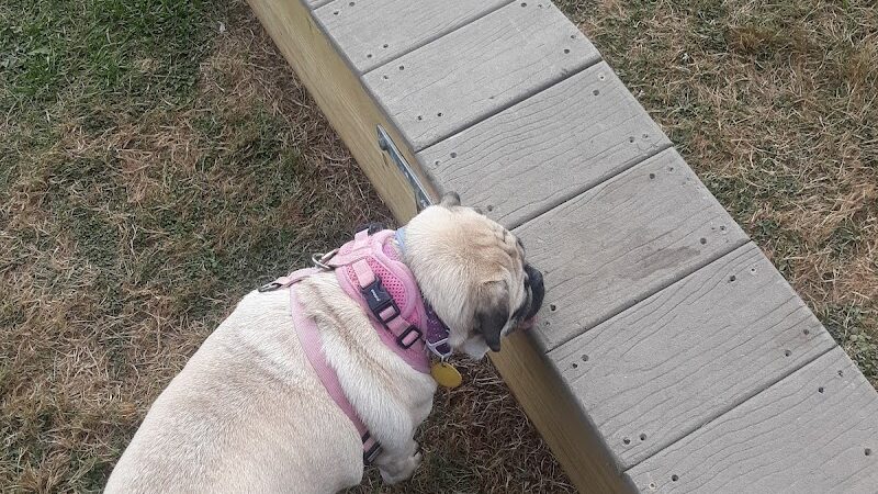 Bloomsburg Dog Park - Bloomsburg, PA
