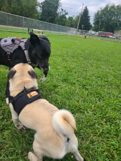 Bloomsburg Dog Park - Bloomsburg, PA