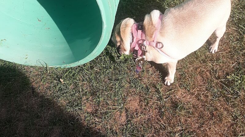 Bloomsburg Dog Park - Bloomsburg, PA