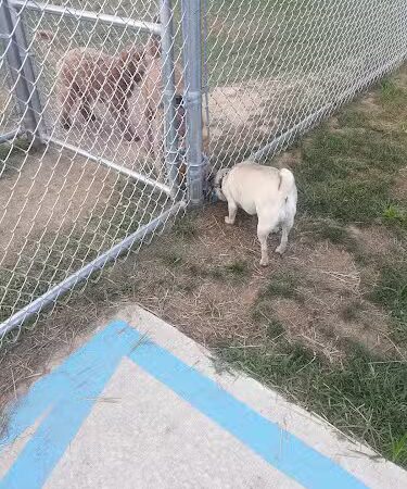 Bloomsburg Dog Park - Bloomsburg, PA