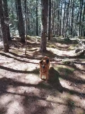 Penny's Preserve at Peters Brook - Blue Hill Heritage Trust - Blue Hill, ME
