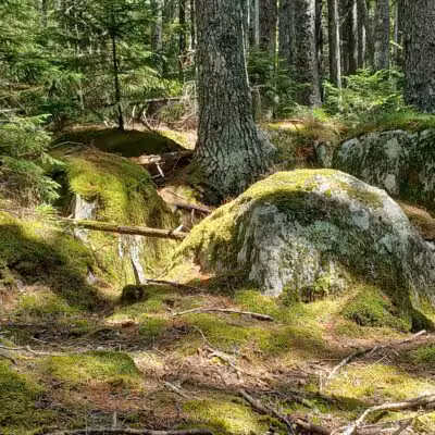 Penny's Preserve at Peters Brook - Blue Hill Heritage Trust - Blue Hill, ME