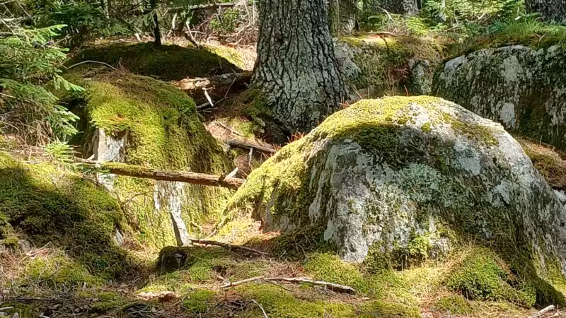 Penny's Preserve at Peters Brook - Blue Hill Heritage Trust - Blue Hill, ME