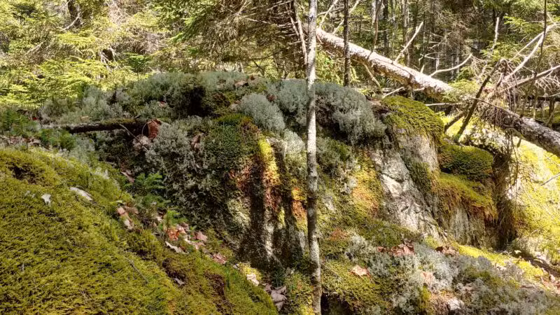 Penny's Preserve at Peters Brook - Blue Hill Heritage Trust - Blue Hill, ME