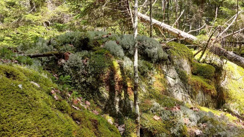 Penny's Preserve at Peters Brook - Blue Hill Heritage Trust - Blue Hill, ME