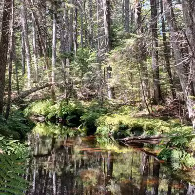 Penny's Preserve at Peters Brook - Blue Hill Heritage Trust - Blue Hill, ME