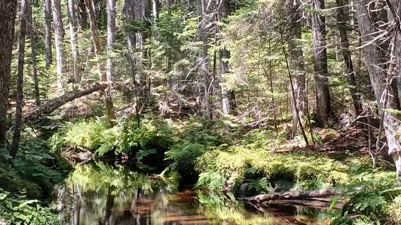 Penny's Preserve at Peters Brook - Blue Hill Heritage Trust - Blue Hill, ME