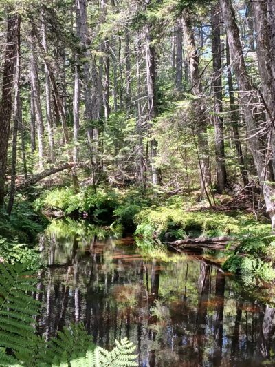 Penny's Preserve at Peters Brook - Blue Hill Heritage Trust - Blue Hill, ME