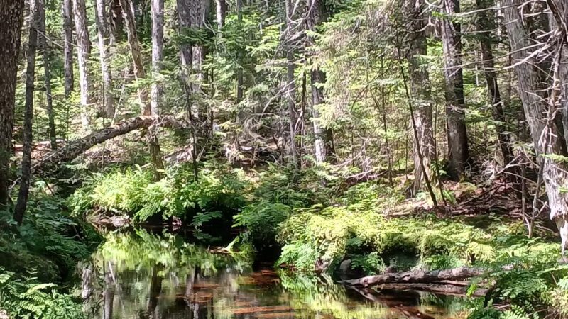 Penny's Preserve at Peters Brook - Blue Hill Heritage Trust - Blue Hill, ME