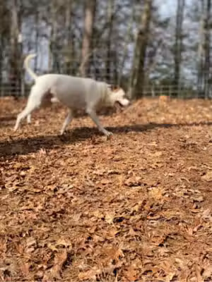 Blue Ridge Private Dog Park - Blue Ridge, GA