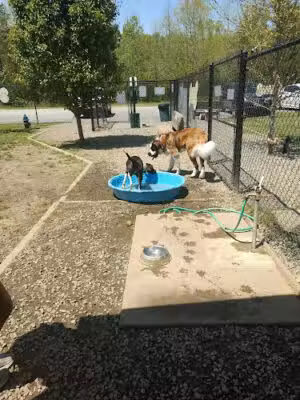 The Haven Off Leash Dog Park - Blue Ridge, GA