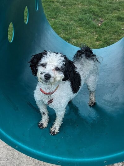 Bluffton K-9 Kommons Dog Park - Bluffton, IN