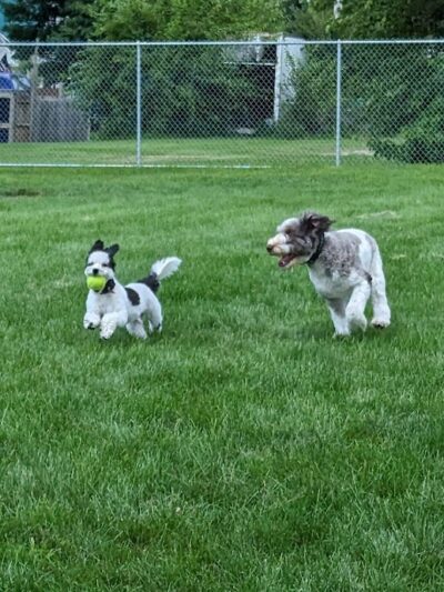 Bluffton K-9 Kommons Dog Park - Bluffton, IN