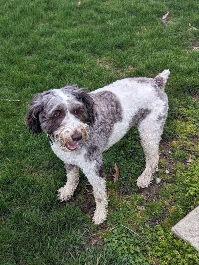 Bluffton K-9 Kommons Dog Park - Bluffton, IN