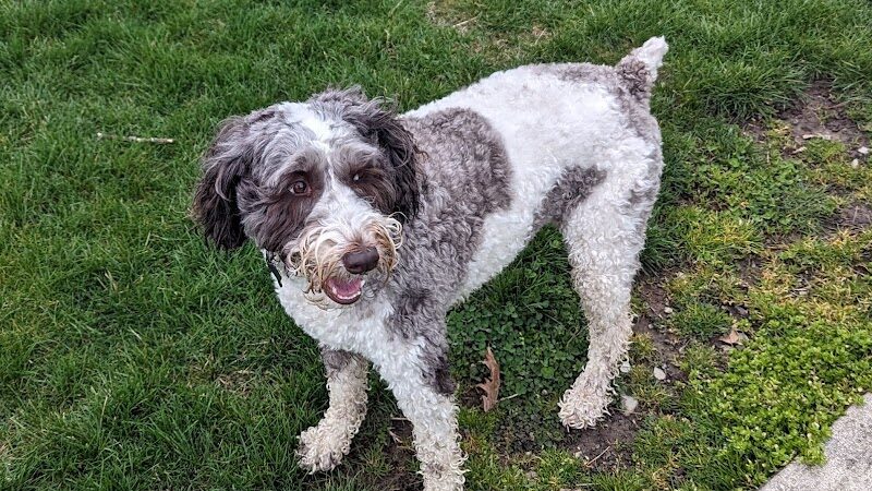 Bluffton K-9 Kommons Dog Park - Bluffton, IN