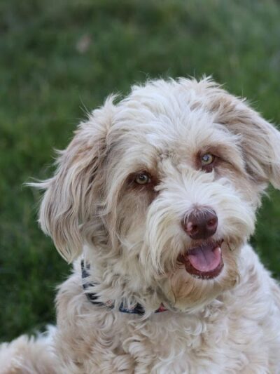 Bluffton K-9 Kommons Dog Park - Bluffton, IN